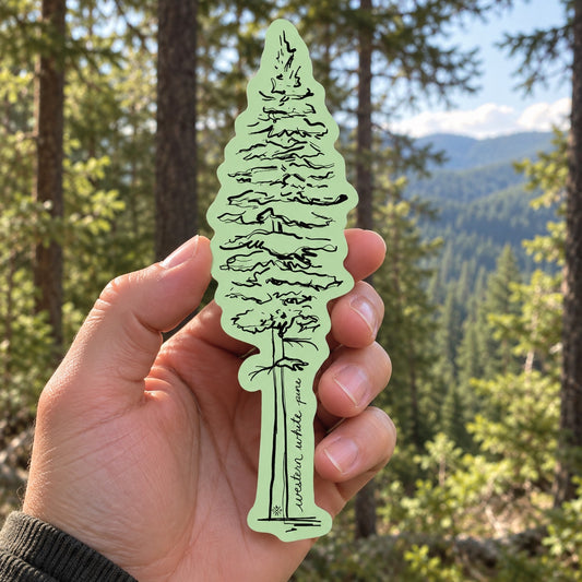 Idaho Native Plants Western White Pine sticker held outdoors