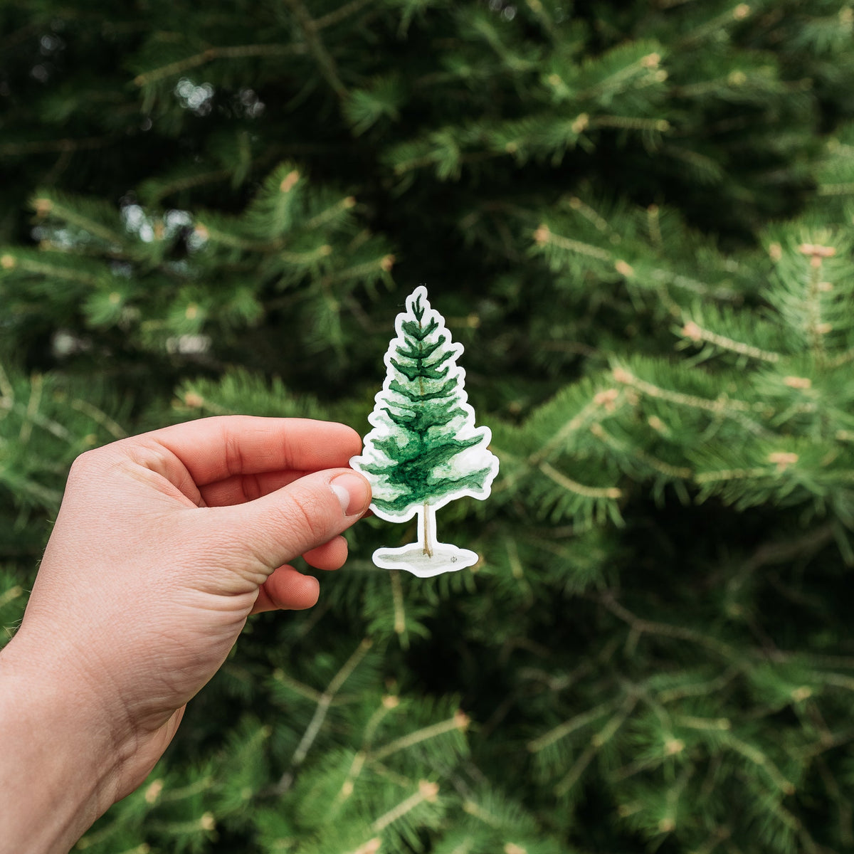 Pine Tree Watercolor Sticker